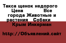 Такса щенок недорого › Цена ­ 15 000 - Все города Животные и растения » Собаки   . Крым,Инкерман